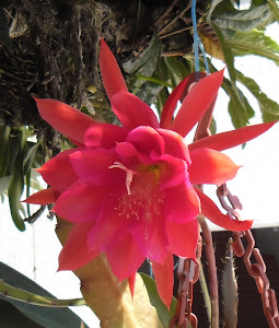 Vermelha c/lilás - Cactus Orquídea Epiphyllum