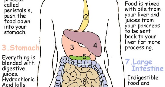 Human Digestive System Diagram And Food Digestion | Safe Health Tips