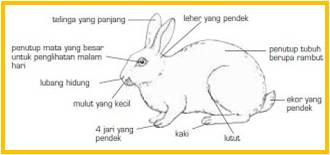 Organ Pernapasan Pada Kelinci