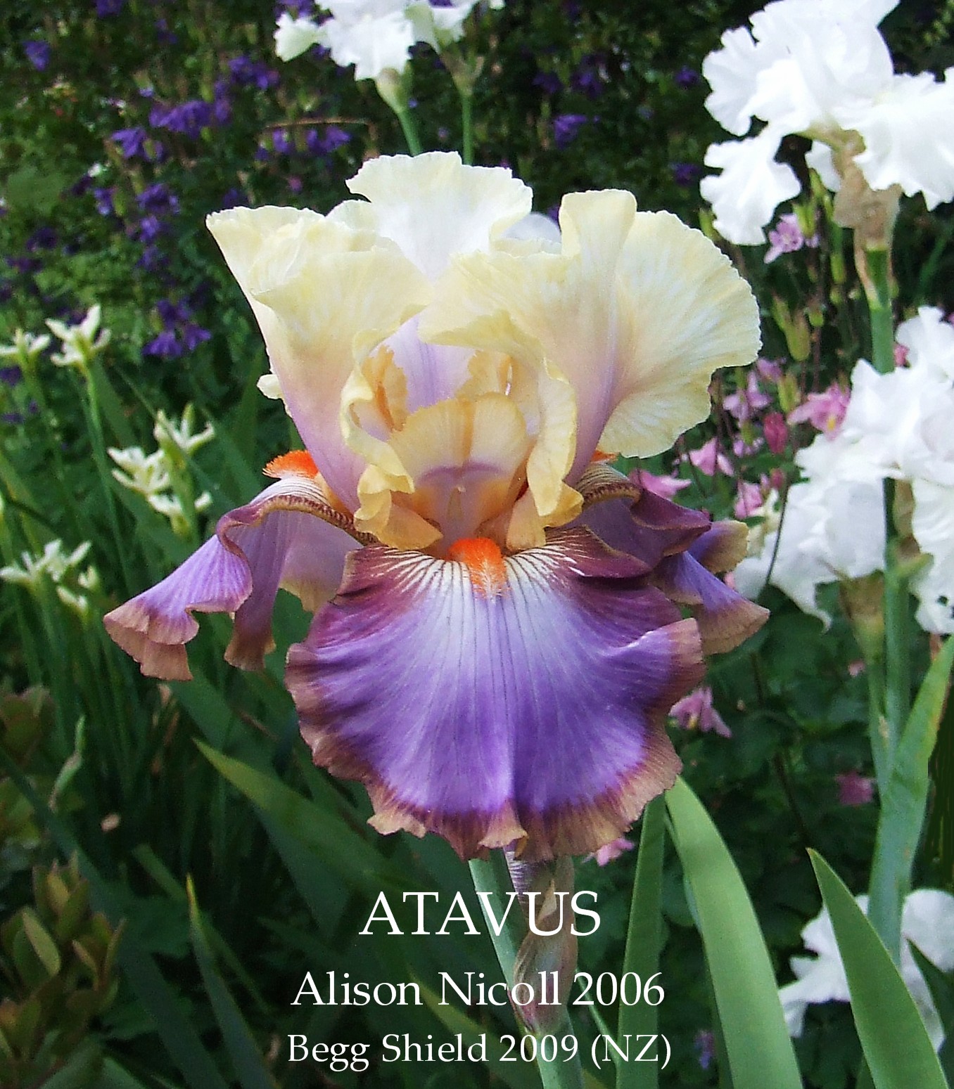 New Zealand Tall Bearded Iris ATAVUS HERITAGE IRISES