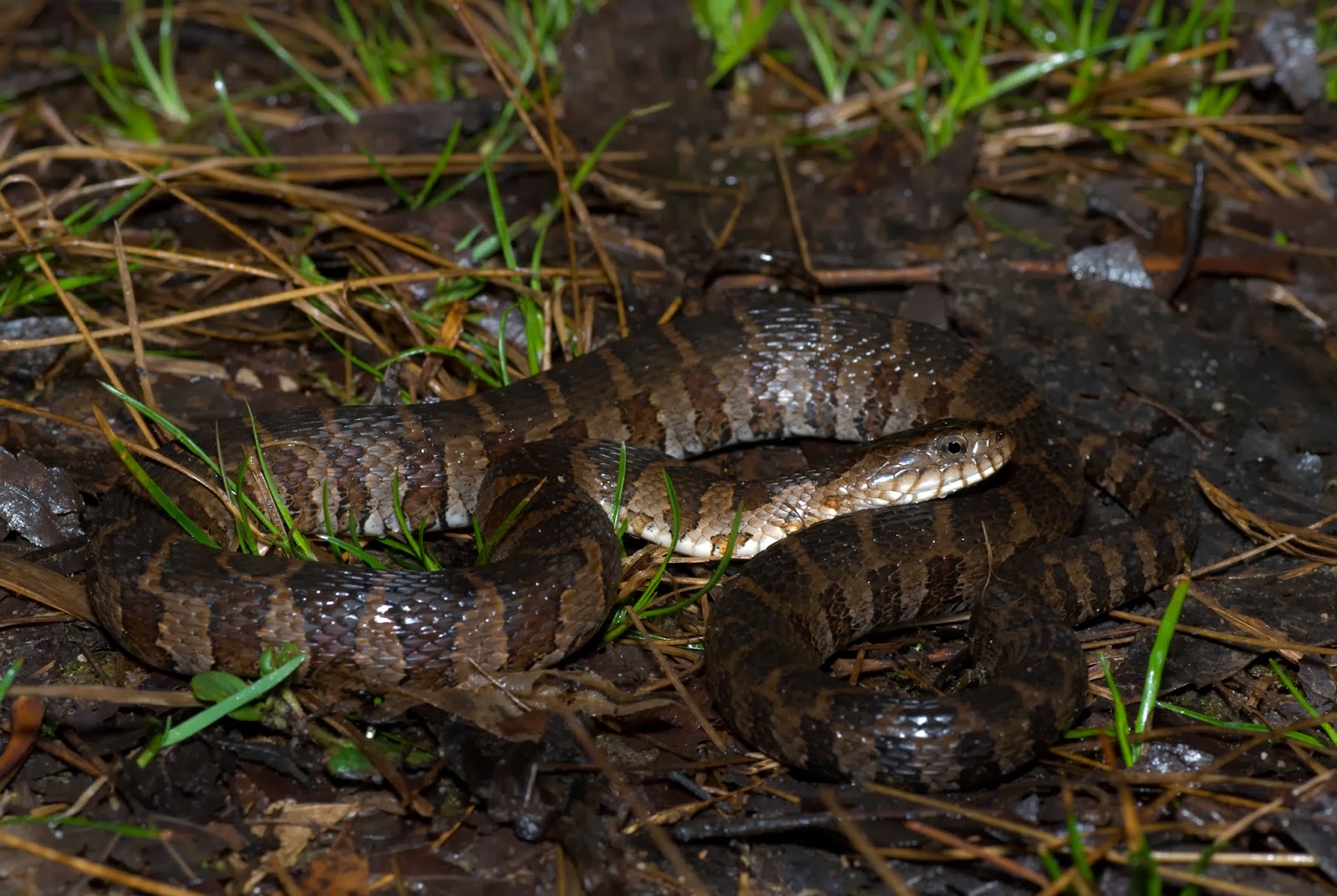 Explorations of an Ecologist: The snakes of Ontario -part 2