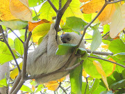 The sloth is just one of the mammals of the rainforest. endagered harmless animals of south americatwo toed sloth at punta culebra panama animal picture
