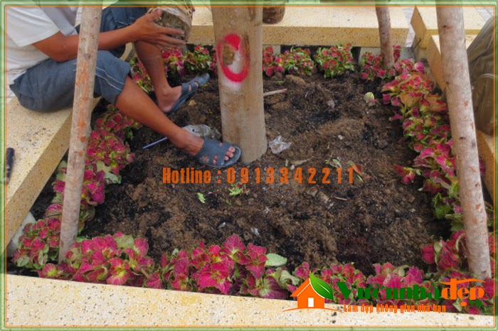 Thiết kế thi công sân vườn, thiết kế vườn cây ăn trái.LH : 09133.42211 - 4