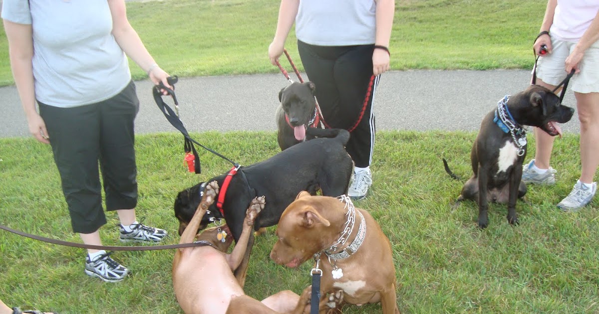Passion for Pits Training The Prong Collar
