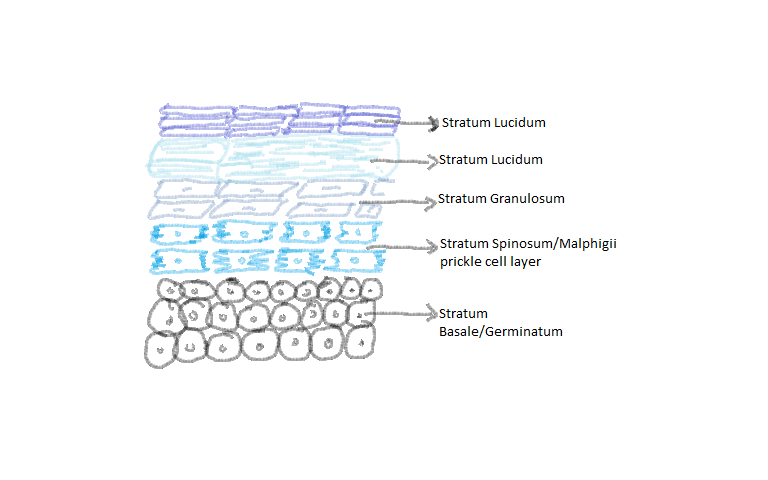 Basal cell layer situated