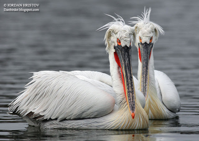 Dalmatian Pelican photography