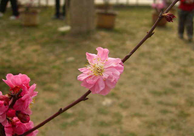 Plum Flowers