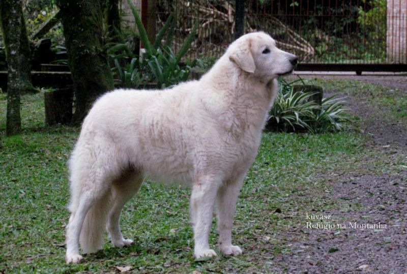 kuvasz