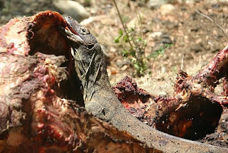 Komodo Dragon in eating act Komodo Dragon in eating image