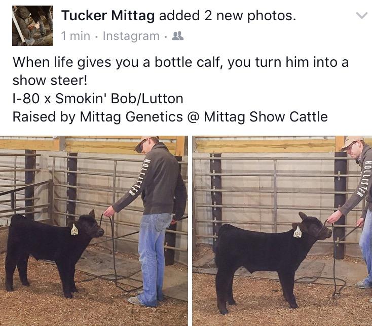 MITTAG Blog The making of a show steer!