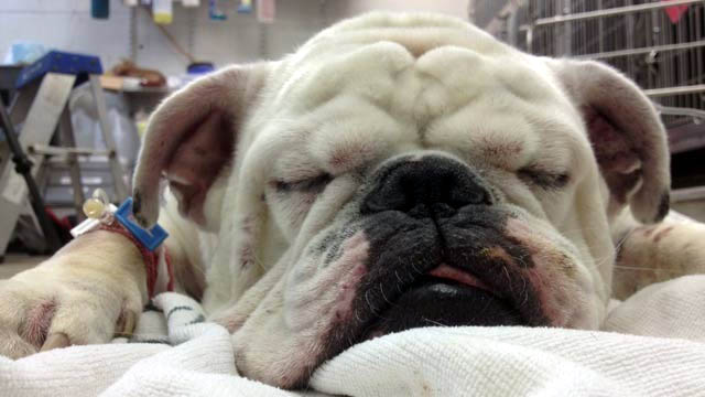 Old Dog Making Wheezing Sound Old Dog Making Wheezing Sound