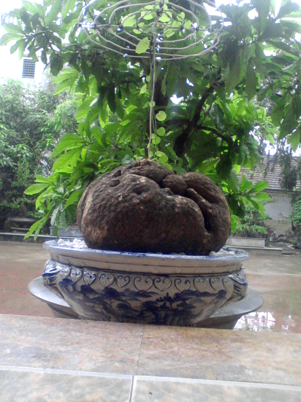 Chữa bệnh gout bằng củ bình vôi