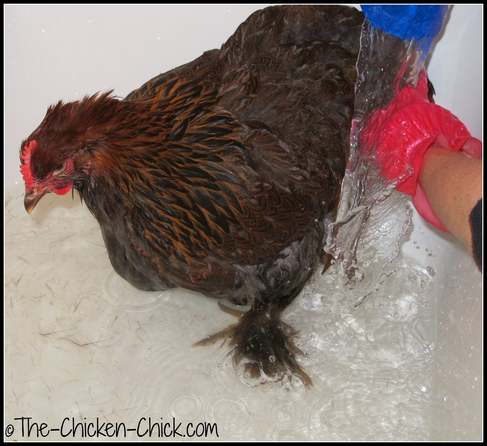 How and When to Give a Chicken a Bath The Chicken Chick®