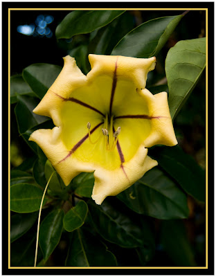 Shutterbugs Capturing the World Around Us: Weird Plants
