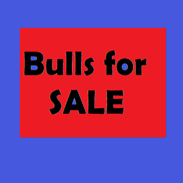 Bulls for Sale