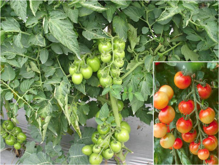 Sukses Budidaya Tomat HIDROPONIK STORE