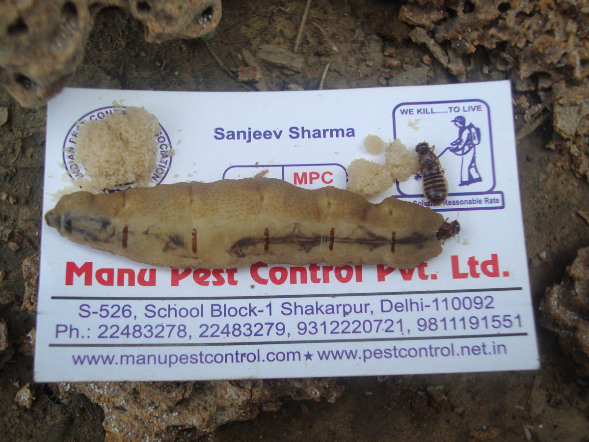 Pest control India Kanpur