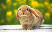  then. That's another term over and I have five weeks off. cute fluffy bunny rabbit easter