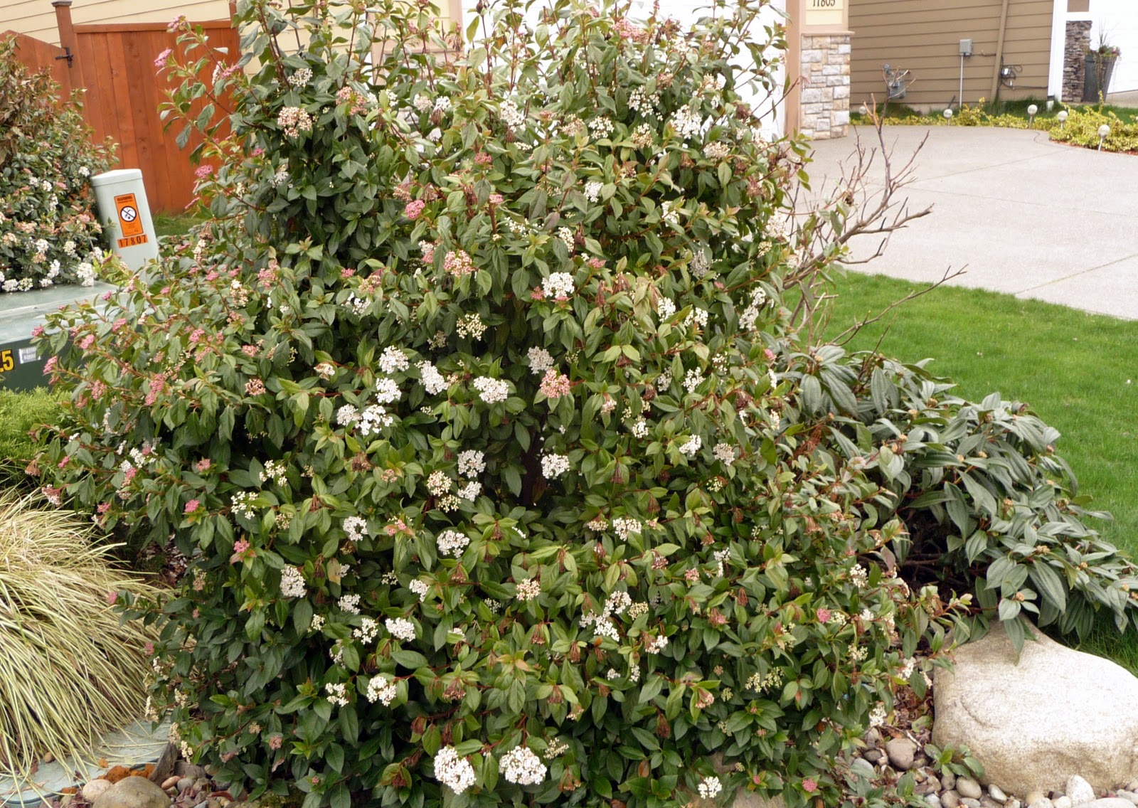 Angie S Garden Diaries