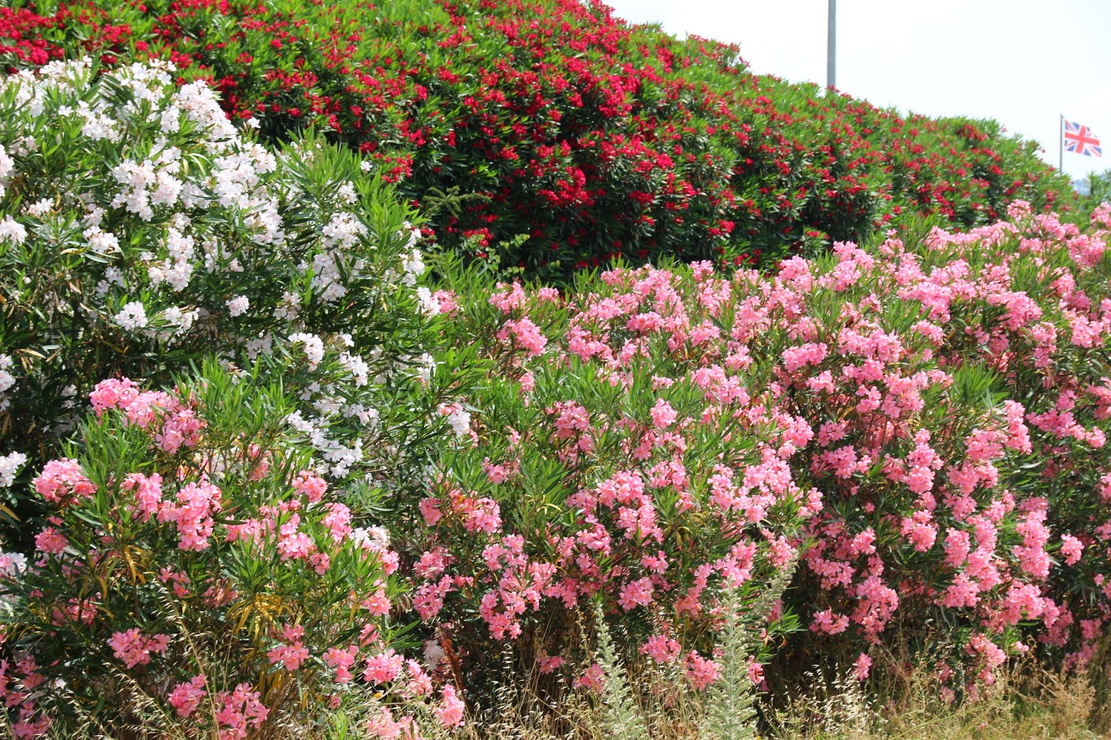www.italiaansebloemenriviera.nl Vakantie 2015: Italiaanse bloemenrivièra (Bekijk het grootste aanbod accommodaties in de Ligurië: vakantiehuizen, appartementen, bungalows, villa’s, Agriturismo, vakantieparken, vakantiewoningen www.italiaansebloemenriviera.nl Vakantie 2015: Italiaanse bloemenrivièra (Bekijk het grootste aanbod accommodaties in de Ligurië: vakantiehuizen, appartementen, bungalows, villa’s, Agriturismo, vakantieparken, vakantiewoningen