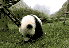 Encontra los mejores GIFS: Oso Panda