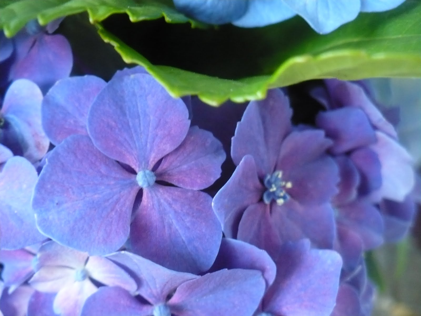 Hydrangea Care And Culture Travaldo S Blog