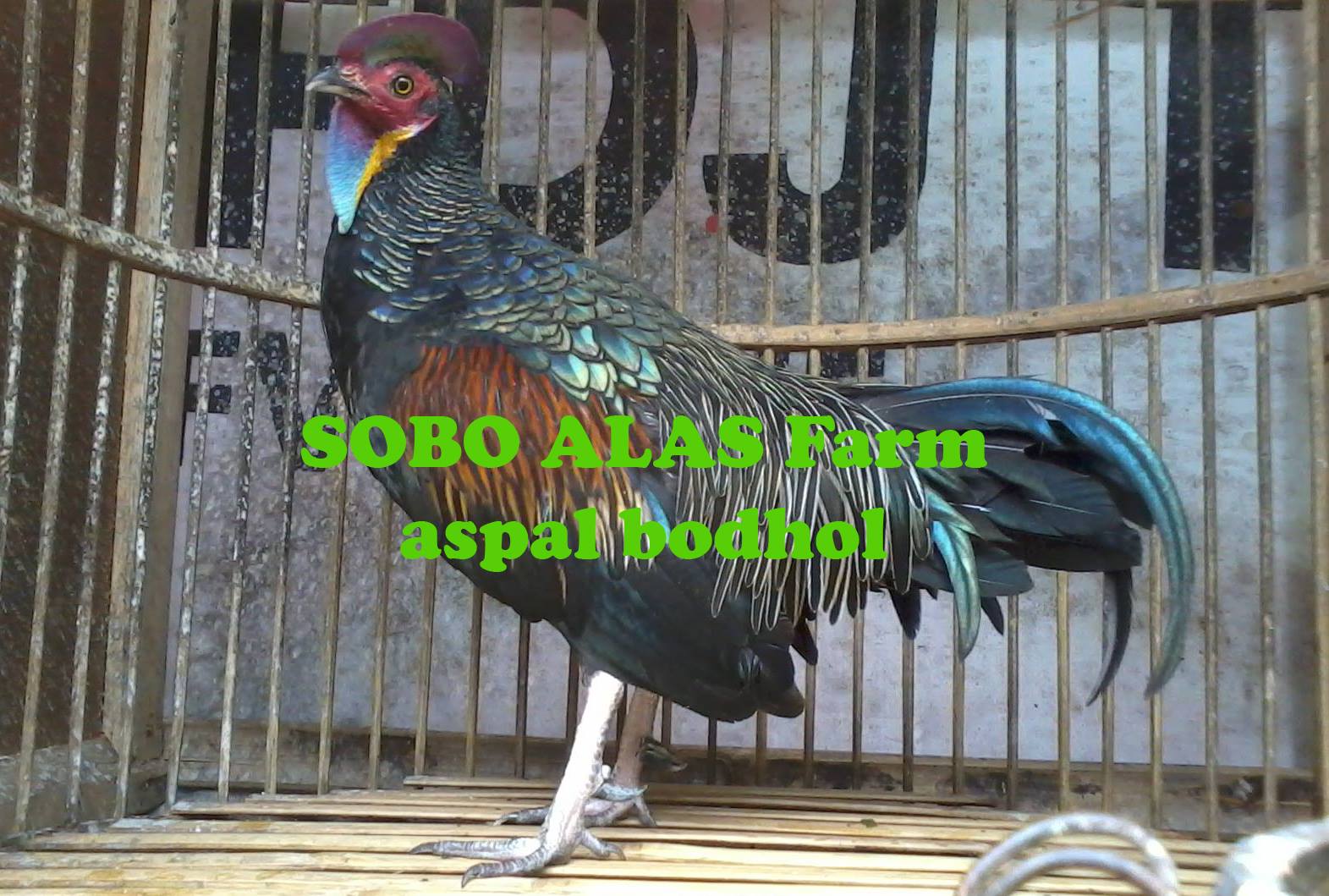 Sobo Alas Farm Cara Berternak Ayam Hutan Hijau Dan Bekisar