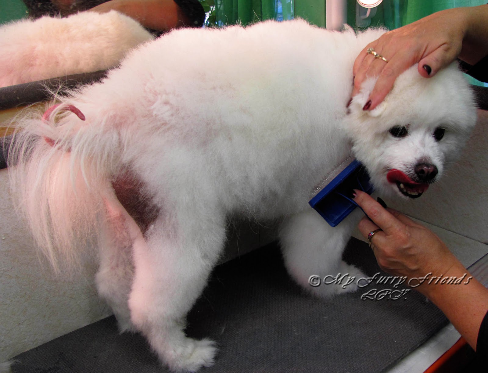 Pet Grooming The Good, The Bad, & The Furry November 2011