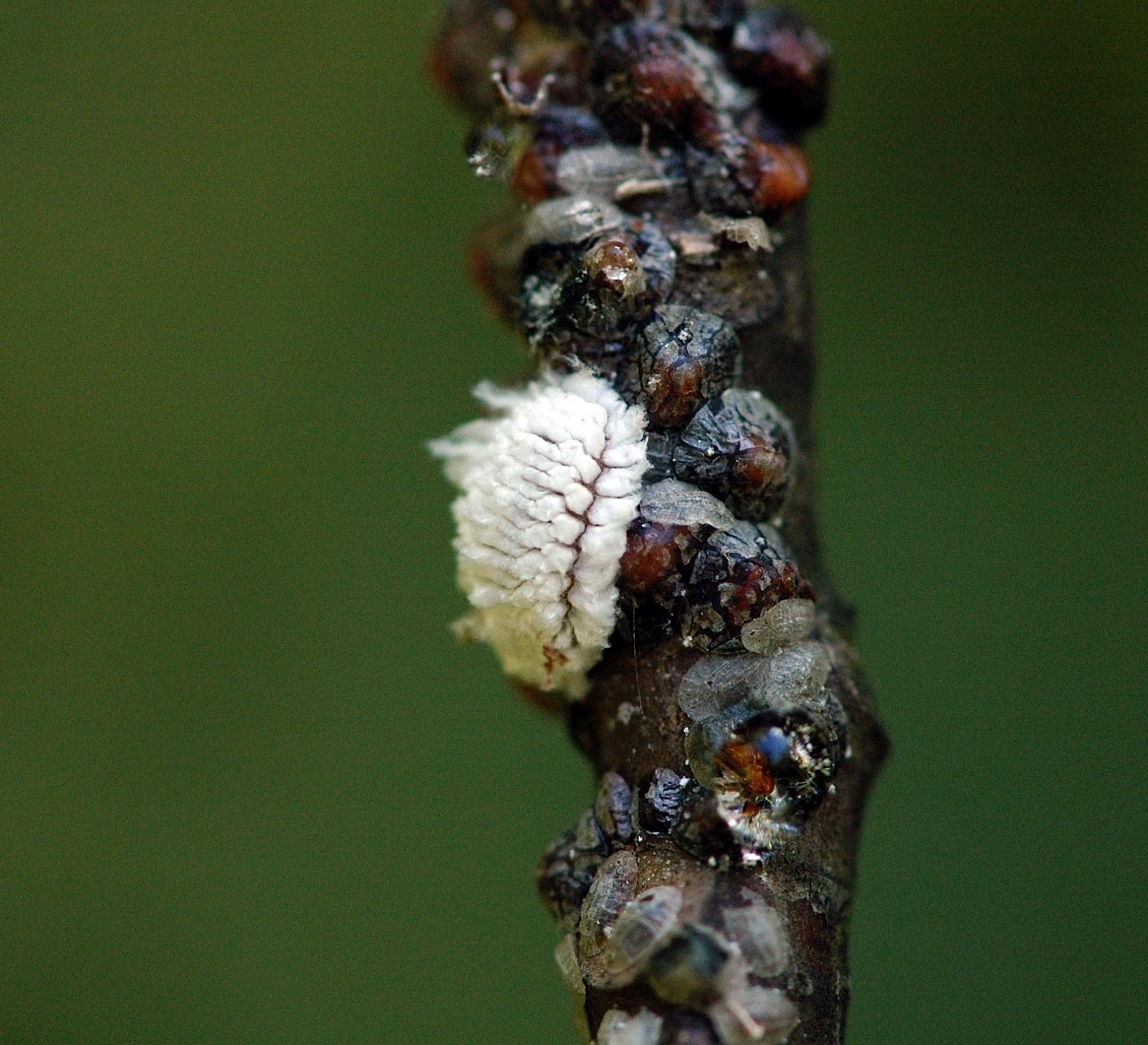 Field Biology in Southeastern Ohio More on Tuliptree Scale