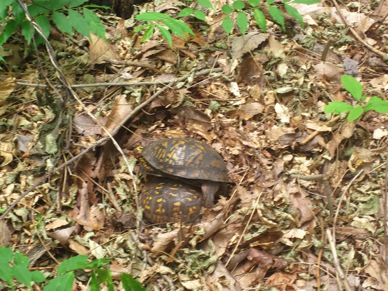 Box Turtles For Sale In Ny