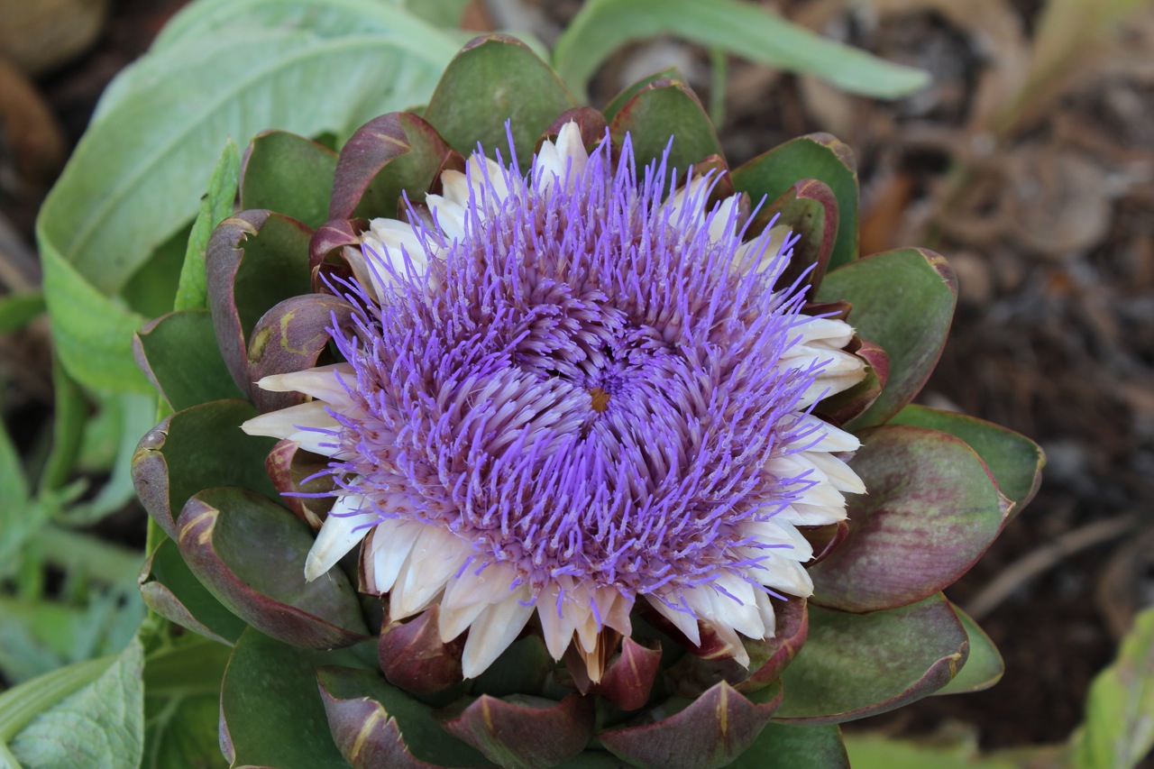 Sharing Nature's Garden Can I watch my artichoke bloom in the garden
