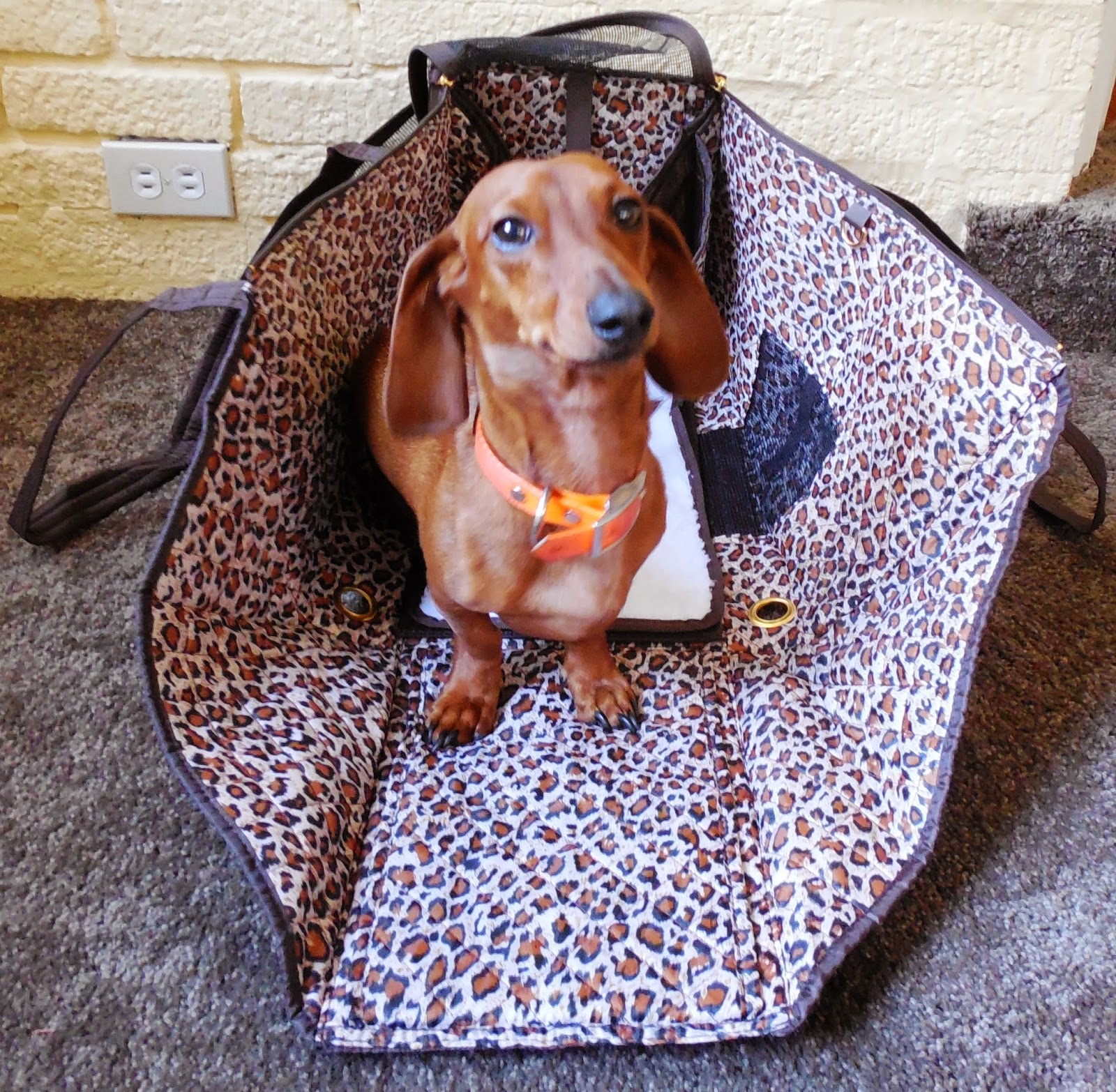 Sherpa Pet Carrier Review and Giveaway The Nutritionist Reviews