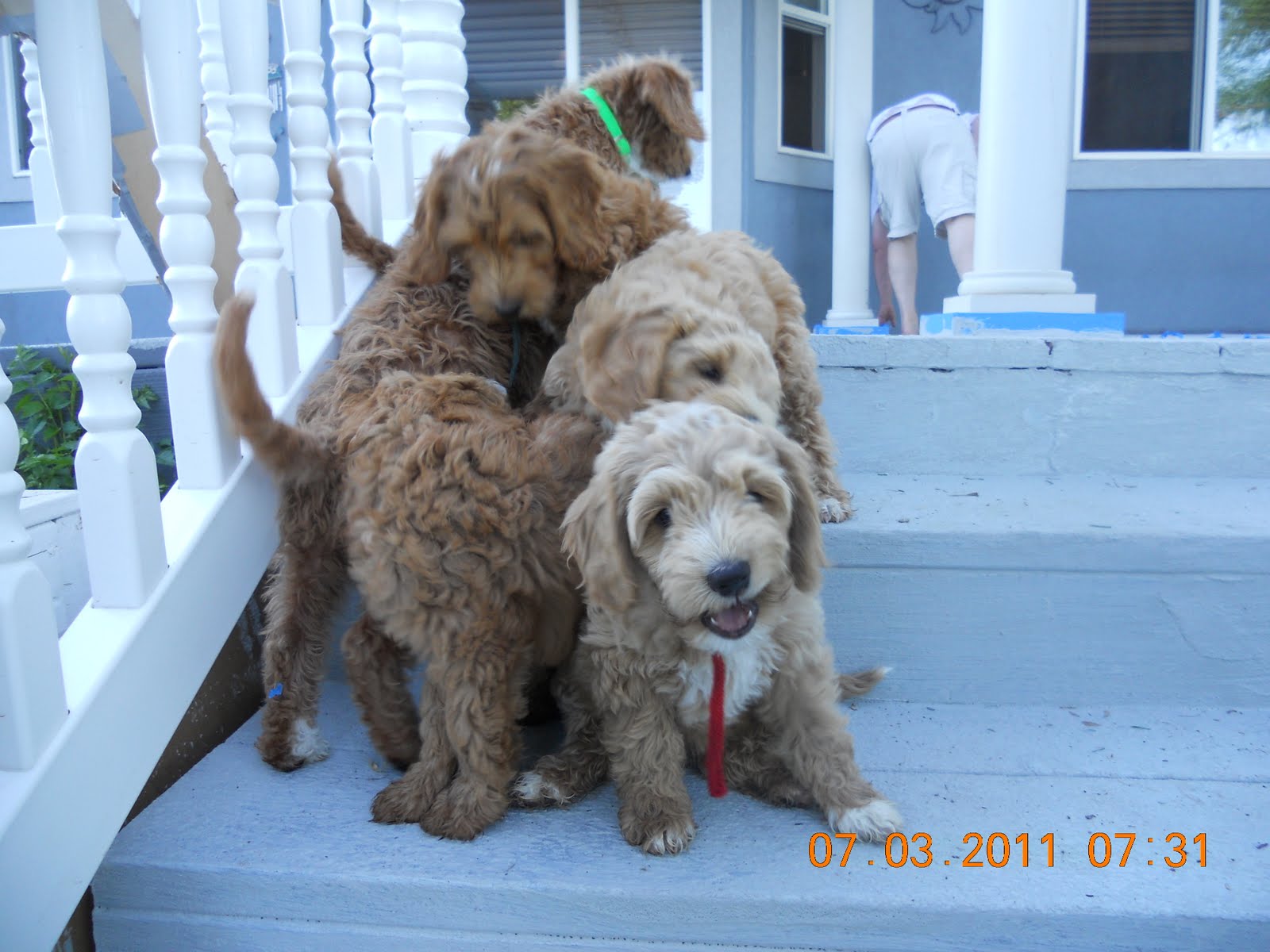 EllsWORTH Labradoodle Puppies! July 2011