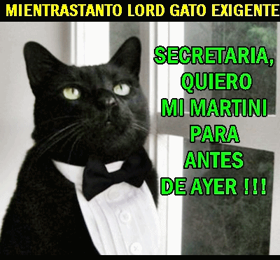 mientrastanto gato exigente