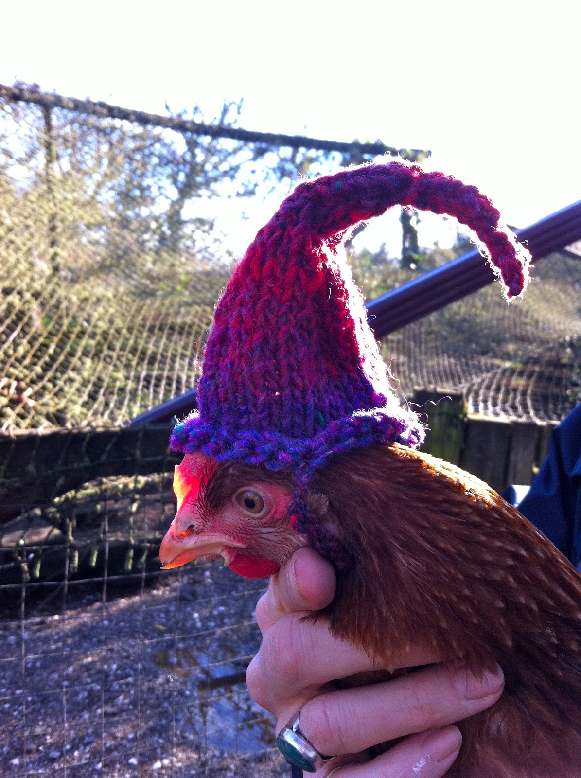 Pin by owencarver25 on too cool | Chicken clothes, Chicken hats, Cute
