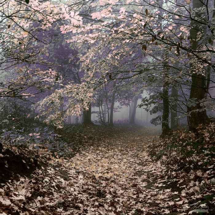 Осенние пейзажи. Janek Sedlar (фотограф)