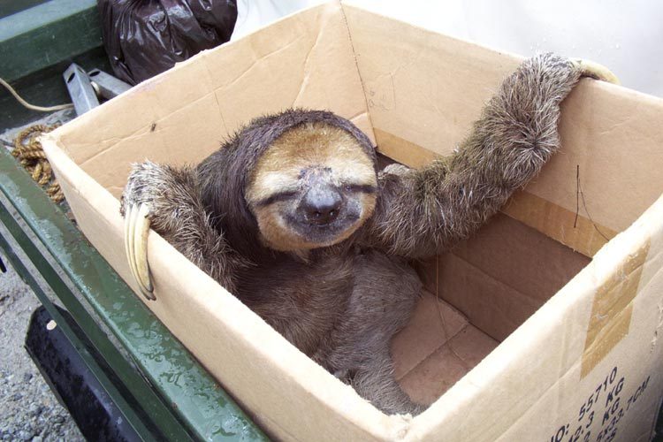 sloth+in+a+box.jpg