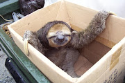 TINY SLOTH sloth in box