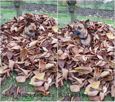 Spirellis Allerlei Ich finde, es muss nicht immer dieser "Gib deinem Leser Mehrwert zum Content!"-Rat befolgt werden. Ich bin doch mit dem, was ich schreibe, auch irgendwie einzigartig im Stil, oder? Und ich finde, auch das ist schon ein Mehrwert. Es muss nicht immer um die neuesten Errungenschaften gehen, um Stil oder die neuesten Foodtrends - falls ihr das bei mir schon gesucht haben solltet, werdet ihr ja gemerkt haben, dass ihr nicht fündig werdet ;)