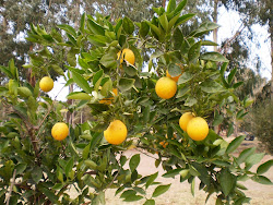 Naranja, niña de espuma   quiso bajar a la tierra   y en el oro se bañó.   Naranja, niña de oro...