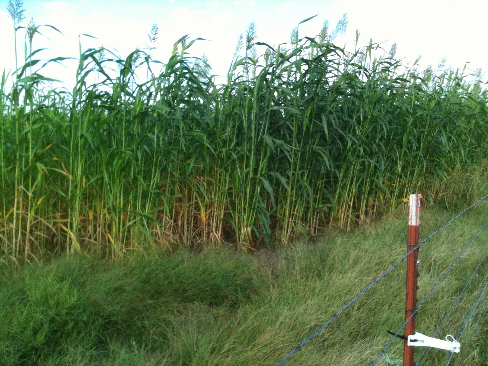 Watch Out For The Bull One More Update