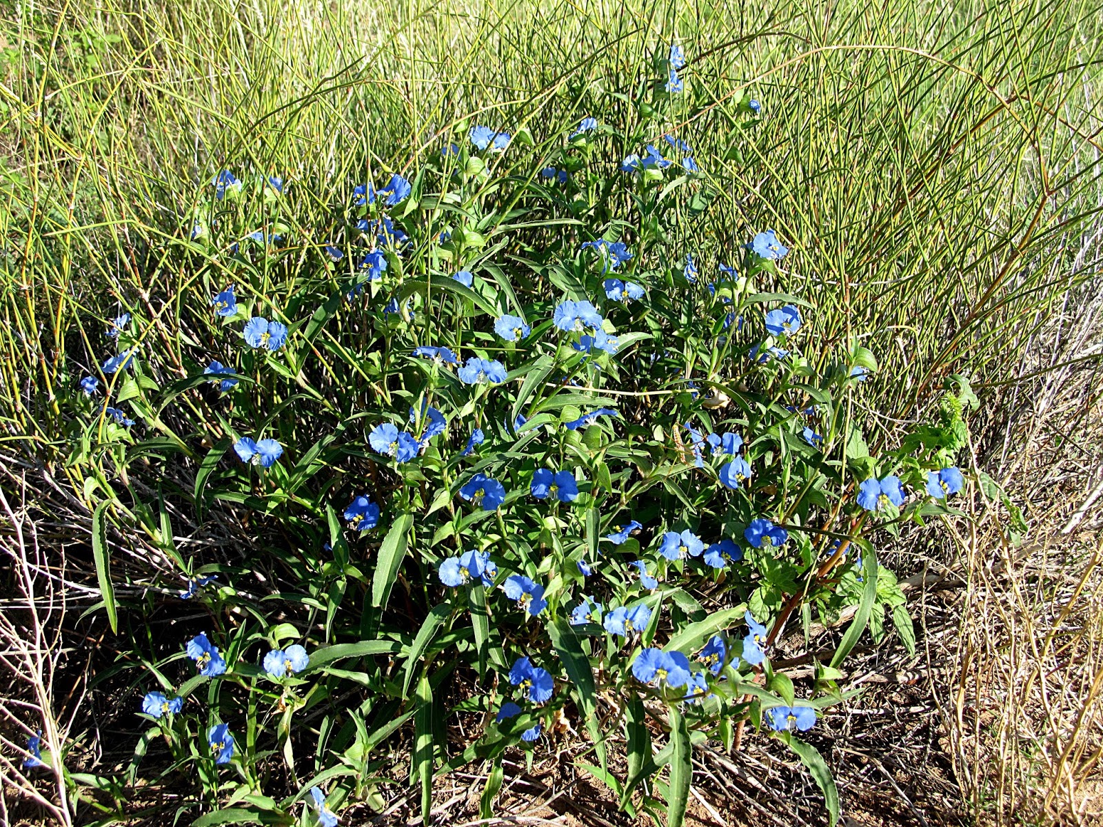 new mexico blue flowers blooming annual in new mexico
