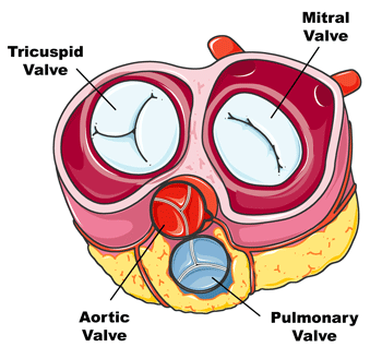 human valves diagram science circulatory system human valves diagram science circulatory system