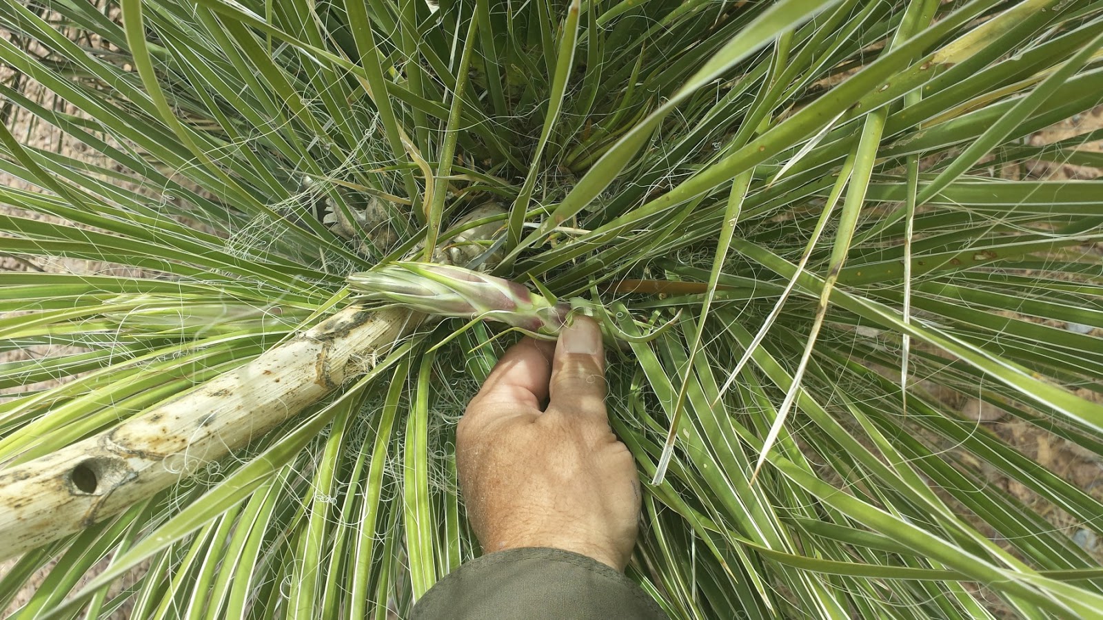 Sword Of Survival Water From The Yucca Stalk