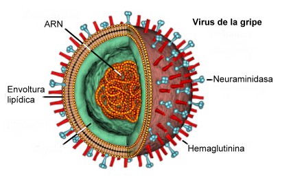 Virus Y Bacterias Investigacion Saludable