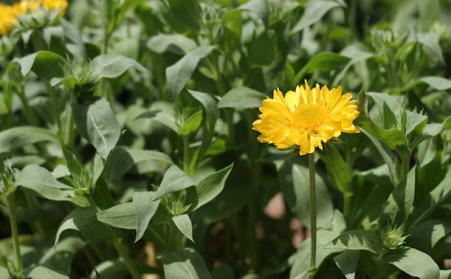 Gaillardia Grandiflora Mesa Yellow Flowers