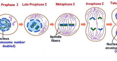 Difference between Meiosis I and Meiosis II | Major Differences