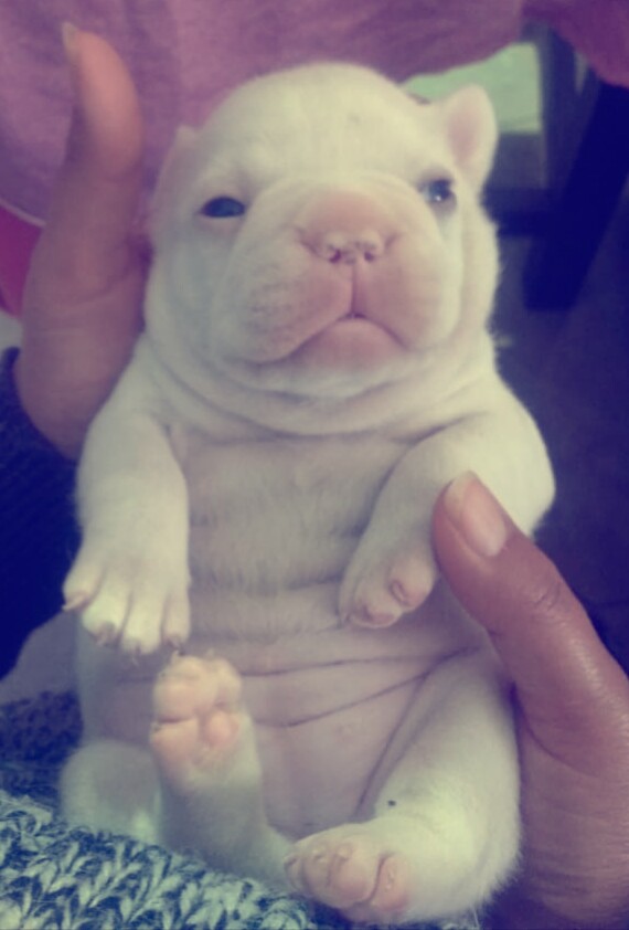 Hembra bulldog francés disponible