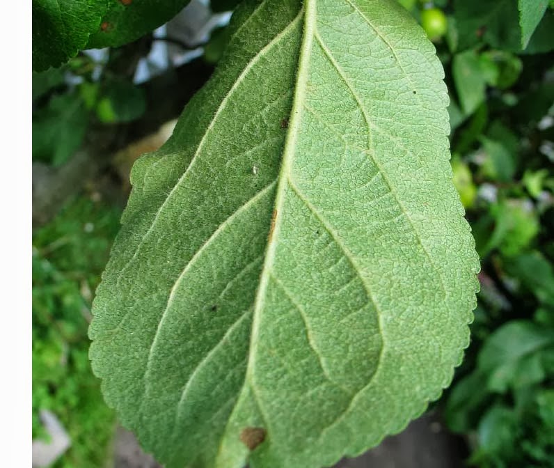 Trees Malus sylvestris Crab Apple