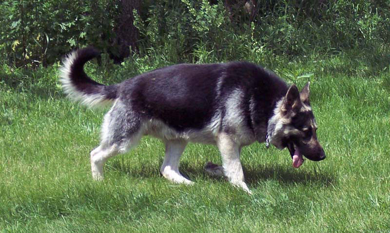 How Big Are East European Shepherd Dogs How Big Are East European Shepherd Dogs